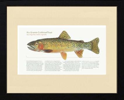 Rio Grande Cutthroat Trout | Matted Tomelleri Trout Fish Print