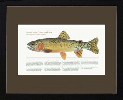 Rio Grande Cutthroat Trout | Matted Tomelleri Trout Fish Print