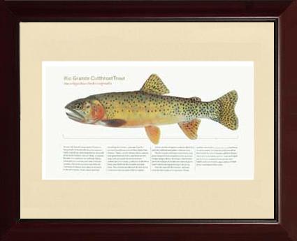 Rio Grande Cutthroat Trout | Matted Tomelleri Trout Fish Print