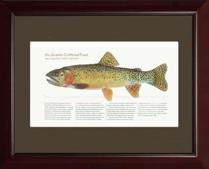 Rio Grande Cutthroat Trout | Matted Tomelleri Trout Fish Print