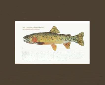 Rio Grande Cutthroat Trout | Matted Tomelleri Trout Fish Print