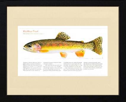 Rio Mayo Trout | Matted Tomelleri Trout Fish Print