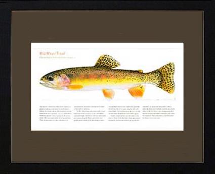 Rio Mayo Trout | Matted Tomelleri Trout Fish Print