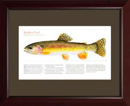 Rio Mayo Trout | Matted Tomelleri Trout Fish Print