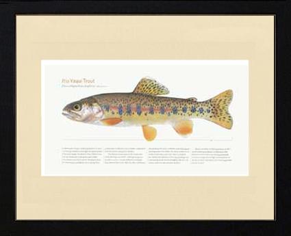 Rio Yaqui Trout | Matted Tomelleri Trout Fish Print