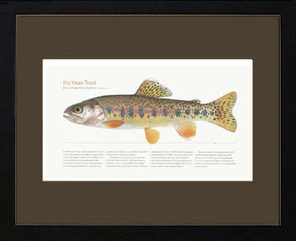 Rio Yaqui Trout | Matted Tomelleri Trout Fish Print