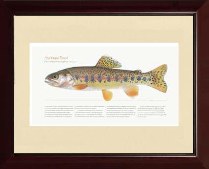 Rio Yaqui Trout | Matted Tomelleri Trout Fish Print