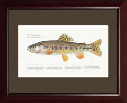 Rio Yaqui Trout | Matted Tomelleri Trout Fish Print