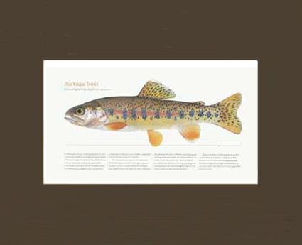 Rio Yaqui Trout | Matted Tomelleri Trout Fish Print