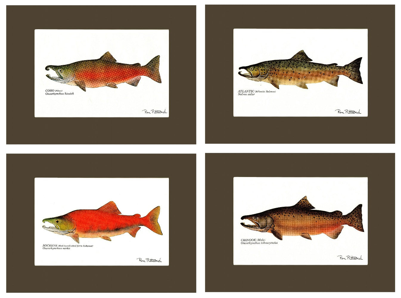Salmon Print Set - Charting Nature
