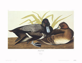 Duck-Scaup