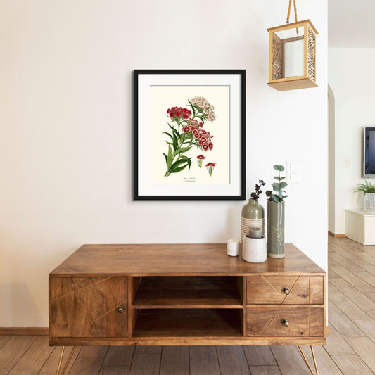 Sweet William | Flower/Floral Art Print