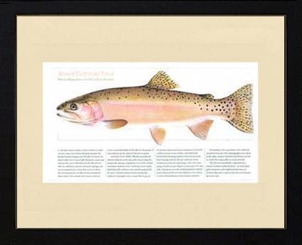 Alvord Cutthroat - Charting Nature