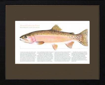 Alvord Cutthroat - Charting Nature