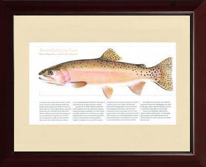Alvord Cutthroat - Charting Nature