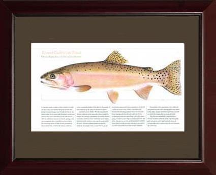 Alvord Cutthroat - Charting Nature