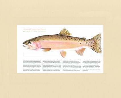 Alvord Cutthroat