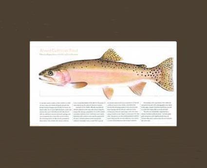 Alvord Cutthroat - Charting Nature