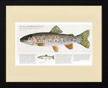 Goose Lake Redband Trout | Matted Tomelleri Trout Fish Print