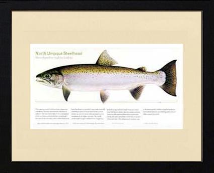 North Umpqua Steelhead | Matted Tomelleri Trout Fish Print