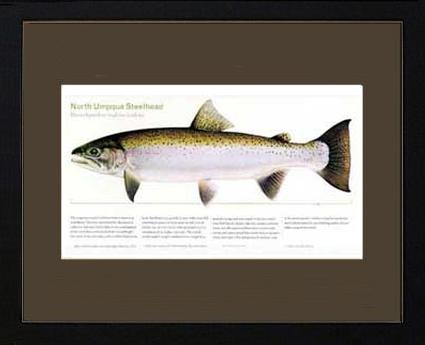 North Umpqua Steelhead | Matted Tomelleri Trout Fish Print