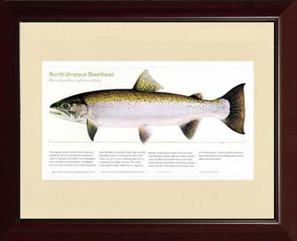 North Umpqua Steelhead | Matted Tomelleri Trout Fish Print