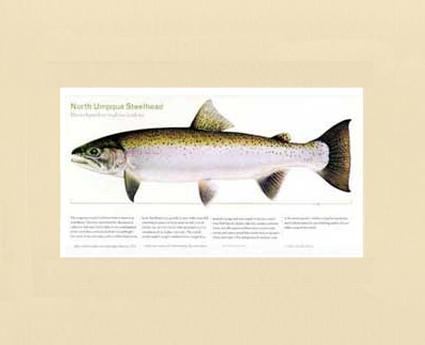 North Umpqua Steelhead