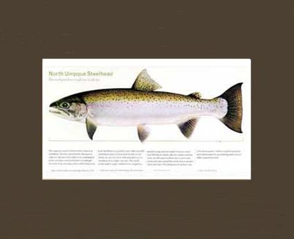 North Umpqua Steelhead | Matted Tomelleri Trout Fish Print