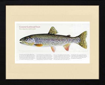 Coastal Cutthroat Trout | Matted Tomelleri Trout Fish Print