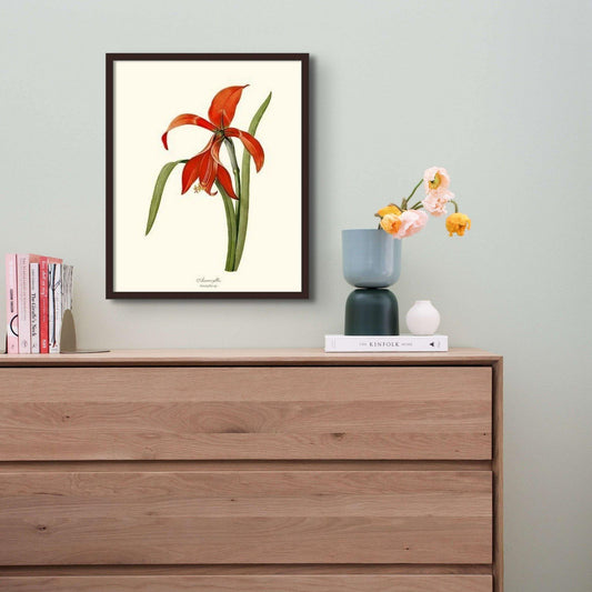 Amaryllis - Charting Nature