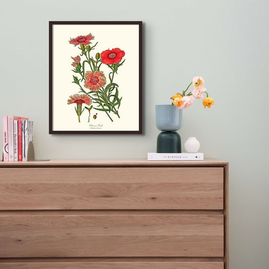 Dianthus, Chinese Pink | Flower/Floral Art Print