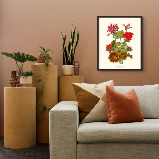 Geranium, Zonal | Flower/Floral Art Print