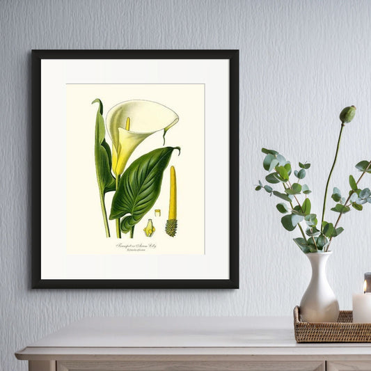 Lily, Trumpet | Flower/Floral Art Print