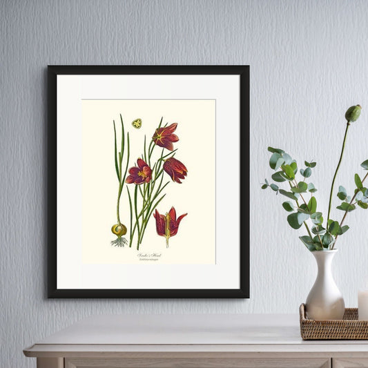 Fritillary, Snake's Head | Flower/Floral Art Print