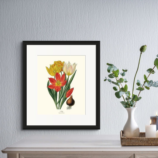 Tulipa suaveolens | Flower/Floral Art Print
