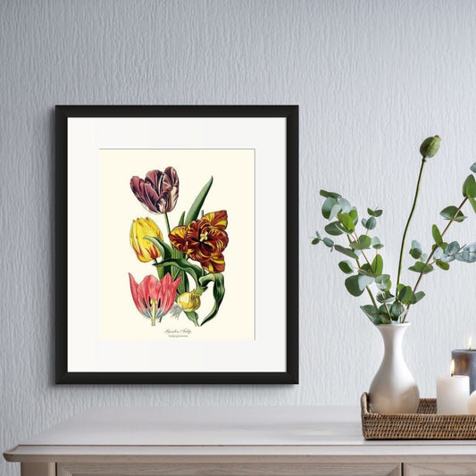 Tulip, Garden | Flower/Floral Art Print