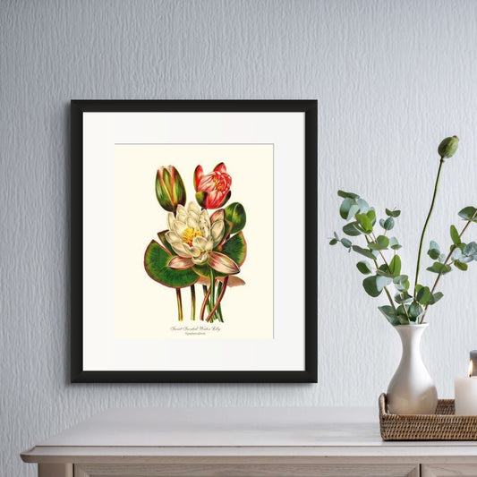 Lily, Water Sweet Scented | Flower/Floral Art Print