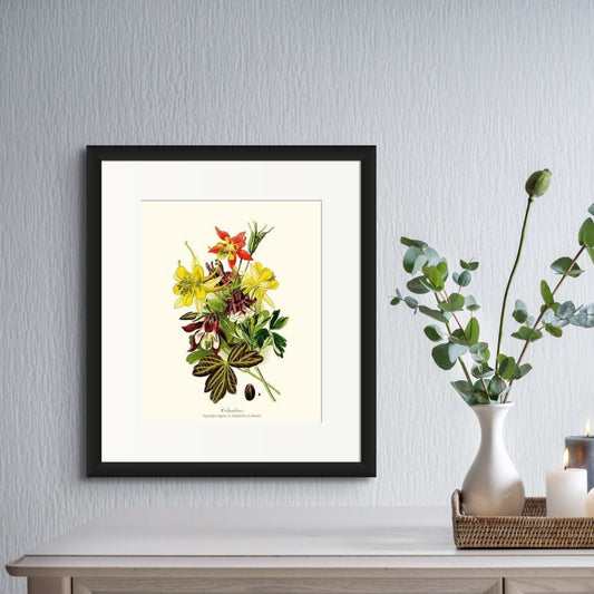 Columbines | Flower/Floral Art Print