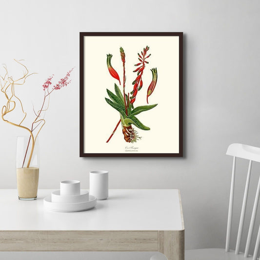 Gasteria verrucosa | Flower/Floral Art Print
