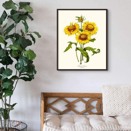 Blanket Flower | Flower/Floral Art Print