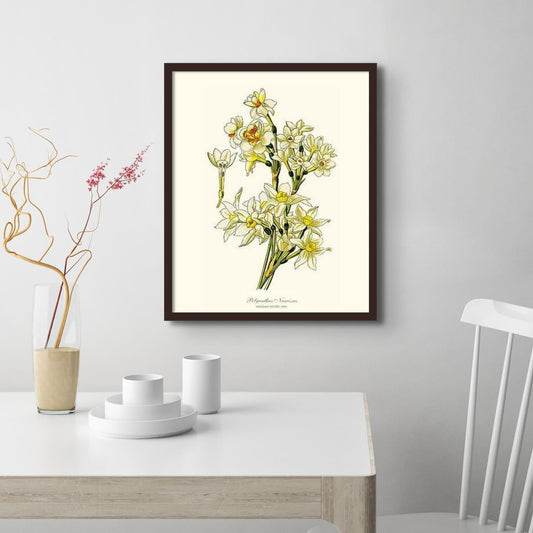Narcissus | Flower/Floral Art Print