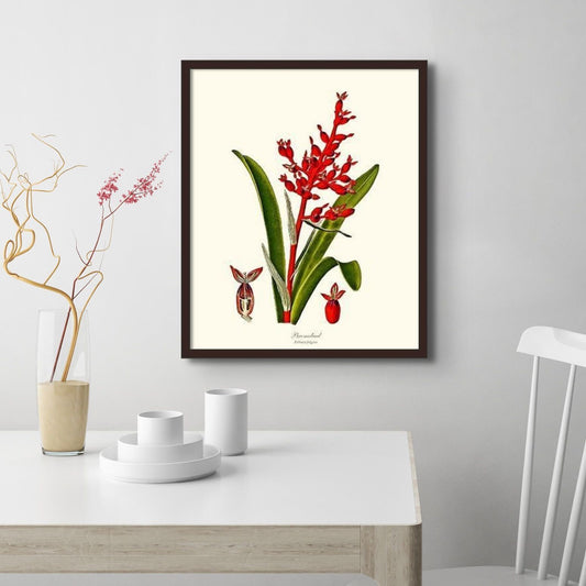 Bromeliad Aechmea fulgens | Flower/Floral Art Print