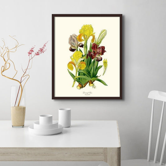 Iris, Dwarf | Flower/Floral Art Print