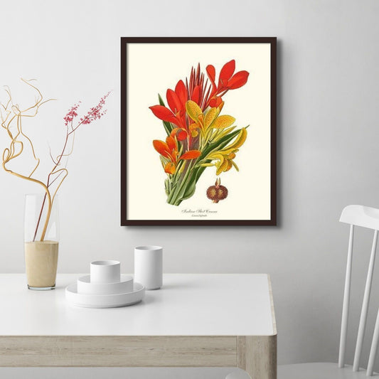 Canna, Indian Shot | Flower/Floral Art Print