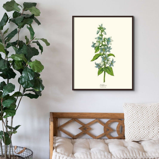 Bellflower | Flower/Floral Art Print