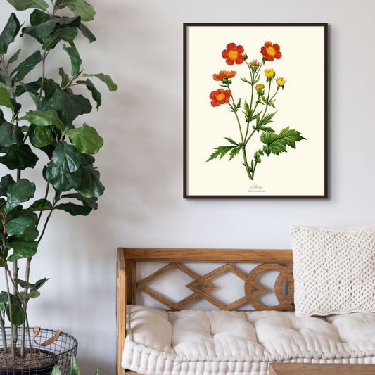 Avens | Flower/Floral Art Print