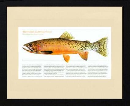 Westslope Cutthroat | Matted Tomelleri Trout Fish Print