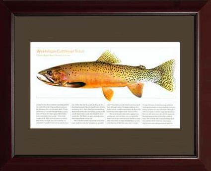 Westslope Cutthroat | Matted Tomelleri Trout Fish Print