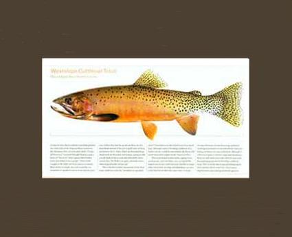 Westslope Cutthroat | Matted Tomelleri Trout Fish Print