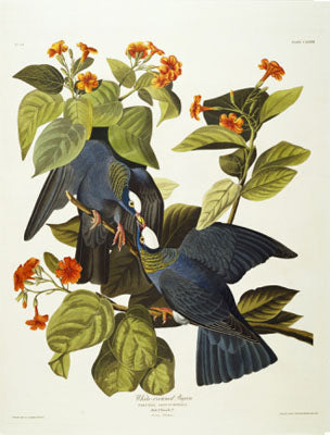 Pigeon-White-Crowned